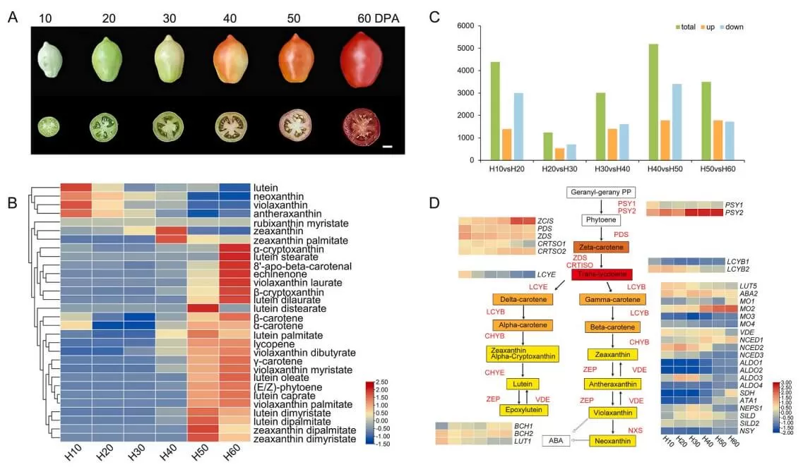 Carotenoid metabolomics and transcriptomics analysis of six development stages tomato fruit